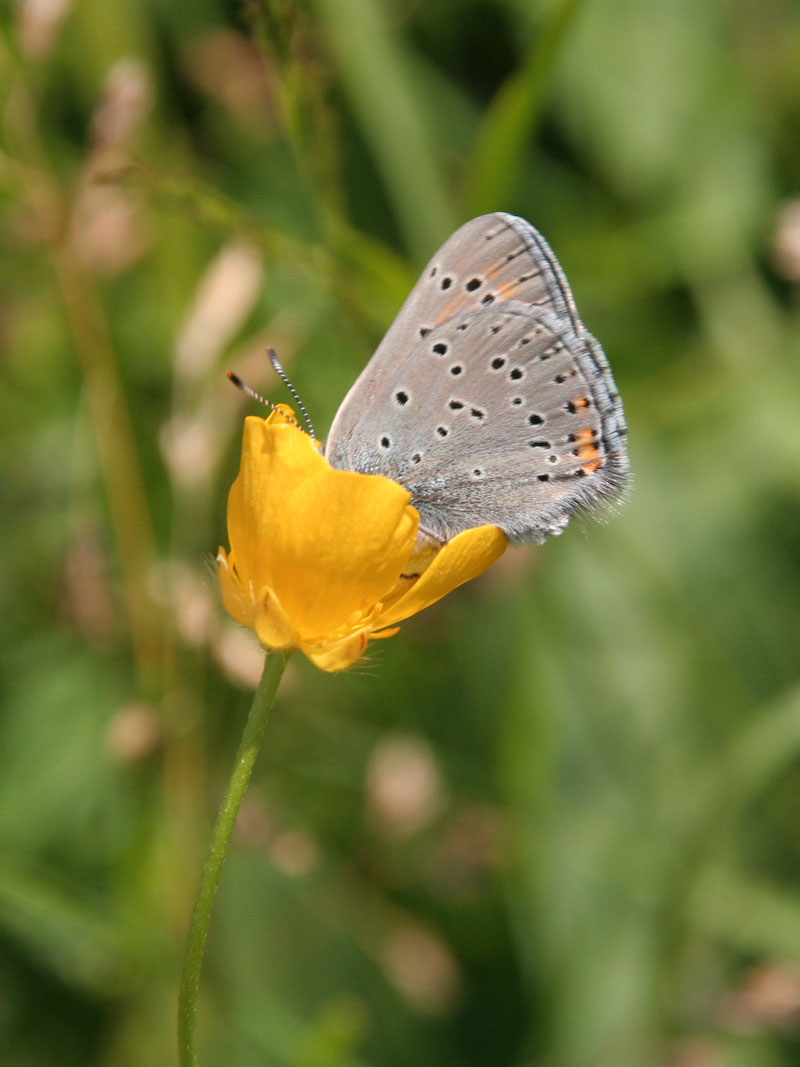 Lycaena tityrus?